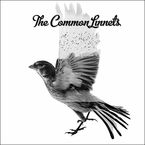 The Common Linnets